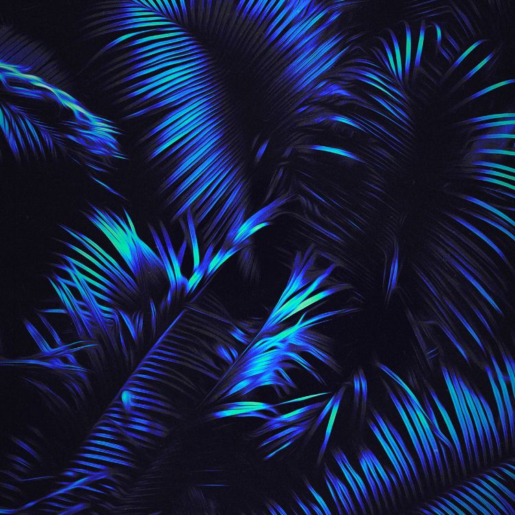 Blau, Azure, Feder, Terrestrische Pflanzen, Electric Blue. Wallpaper in 2832x2832 Resolution