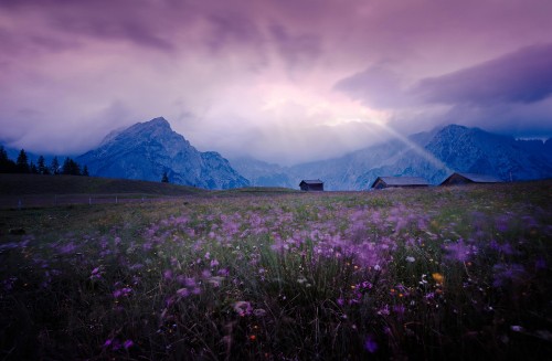 Image purple flower field near green mountains under white clouds during daytime