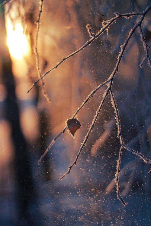 Image branch, twig, sunlight, winter, frost