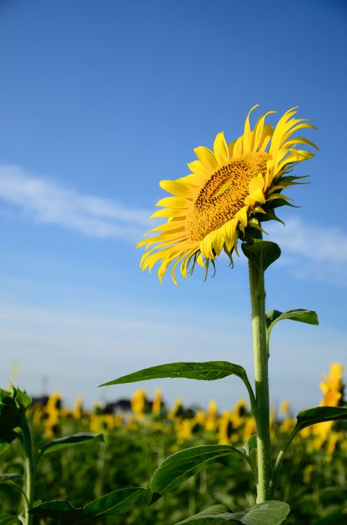 Girasol, Común de Girasol, Tallo de la Planta, Daisy Familia, Pétalo. Wallpaper in 3264x4928 Resolution