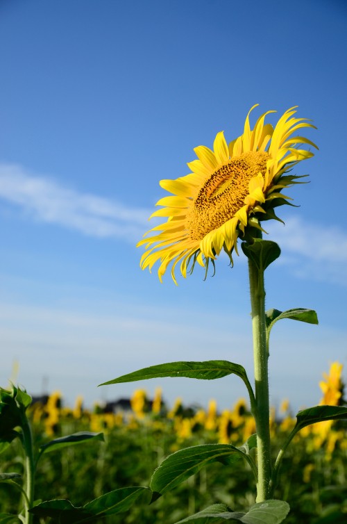 Image sunflower, common sunflower, flower, plant stem, daisy family