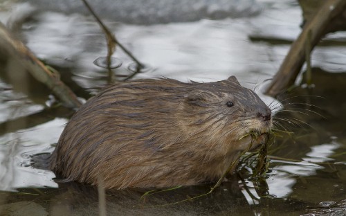 Image brown rodent on body of water during daytime