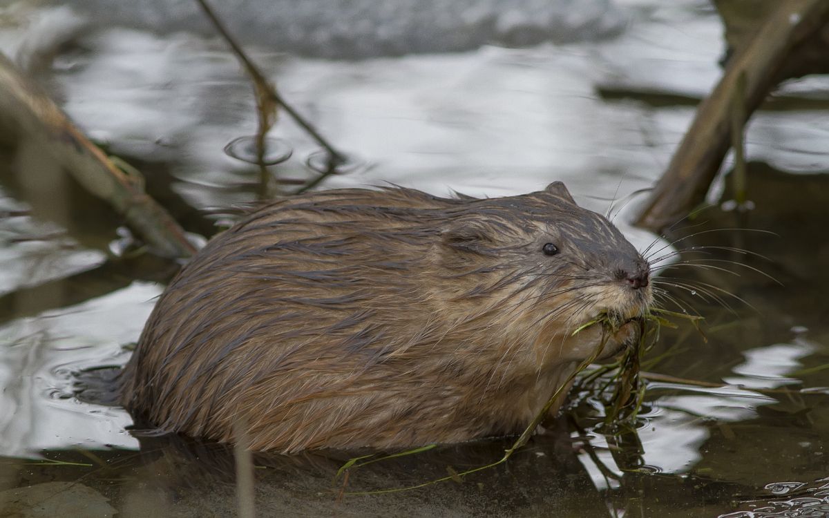 brown rodent on body of water during daytime