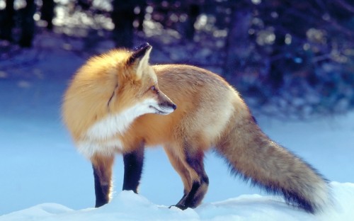 Image brown fox on snow covered ground during daytime