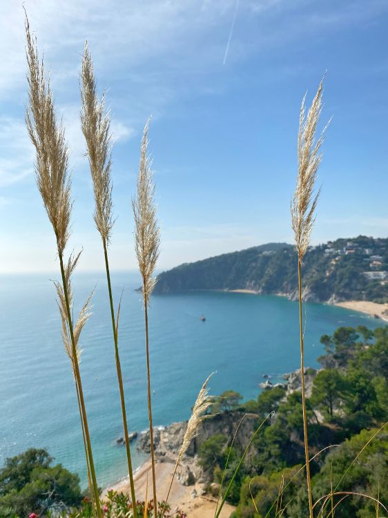 Meer, Vegetation, Küste, Azure, Bank. Wallpaper in 3024x4032 Resolution