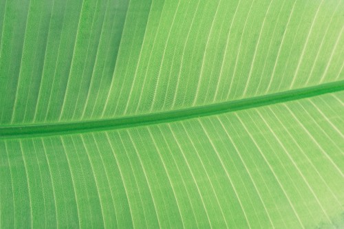 Image green and white striped textile