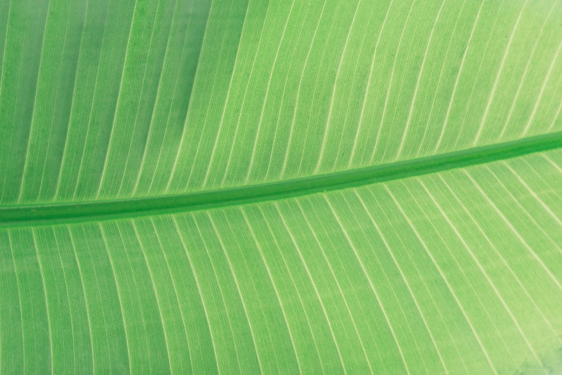 green and white striped textile