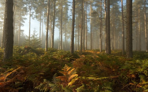 Image green and brown trees under white sky during daytime