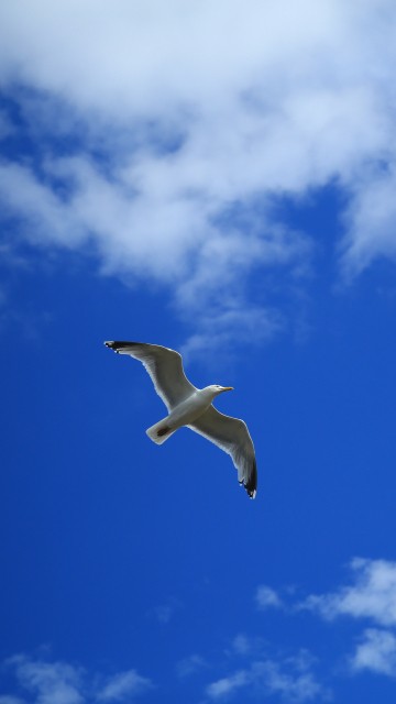 Image white bird flying under blue sky during daytime