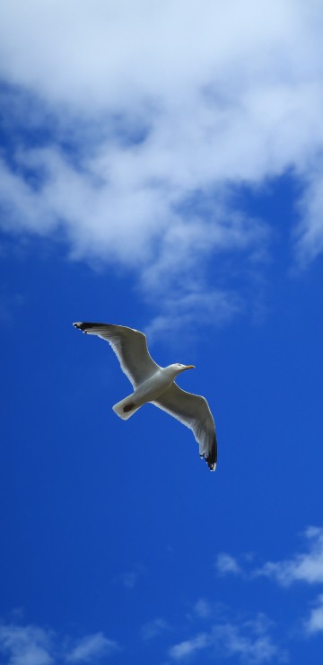 Image white bird flying under blue sky during daytime