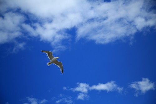 Image white bird flying under blue sky during daytime