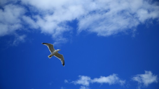 Image white bird flying under blue sky during daytime