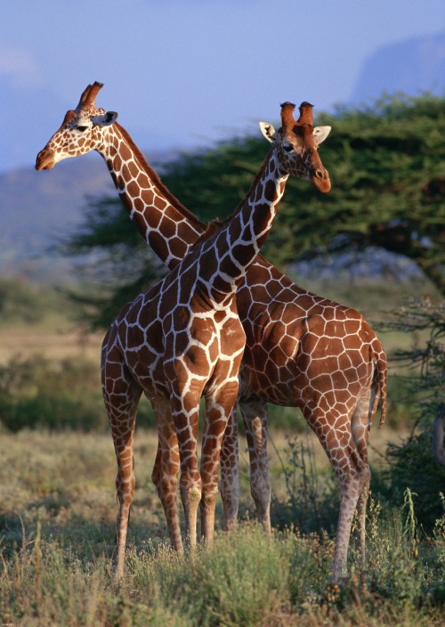 Image brown giraffe standing on green grass field during daytime