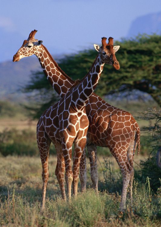 brown giraffe standing on green grass field during daytime