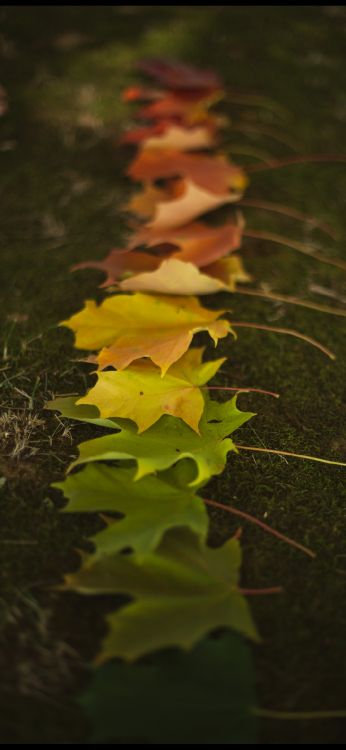 Feuille, Rameau, Paysage Naturel, Couvre-sol, de Teintes et de Nuances. Wallpaper in 1080x2340 Resolution