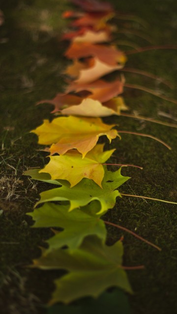 Image wood, leaf, twig, plant, grass