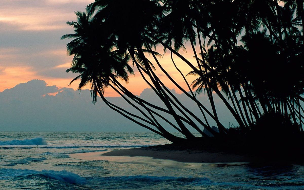 Silhouette Der Palme in Der Nähe Von Gewässern Tagsüber. Wallpaper in 2560x1600 Resolution