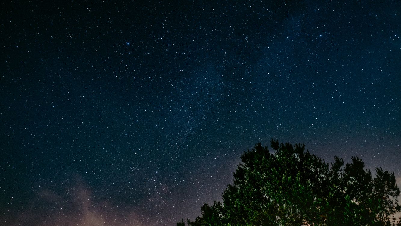 green trees under blue sky during night time