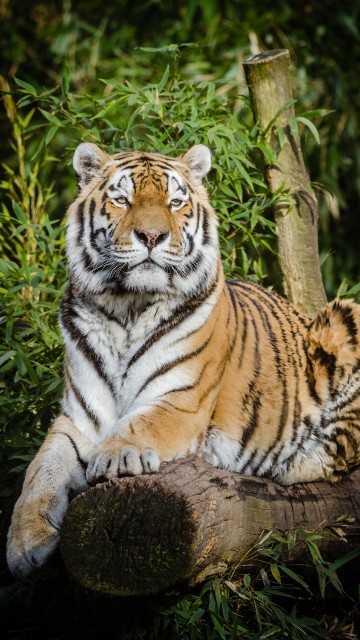 Image tiger lying on brown tree log during daytime
