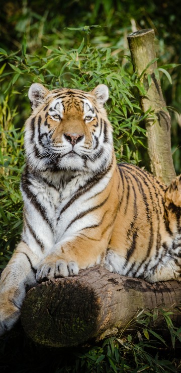 Image tiger lying on brown tree log during daytime