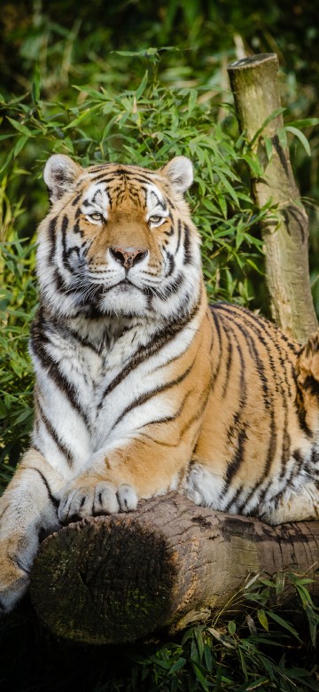 Image tiger lying on brown tree log during daytime