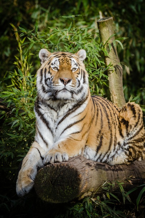 Image tiger lying on brown tree log during daytime