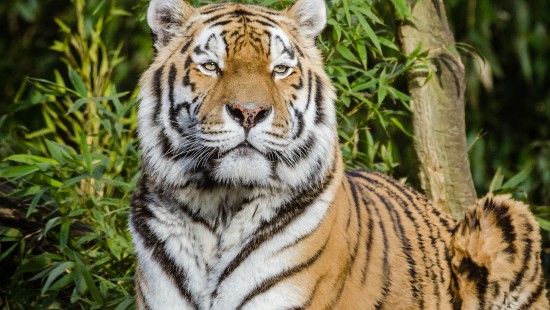 Image tiger lying on brown tree log during daytime