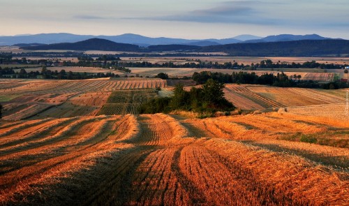 Image brown field under blue sky during daytime