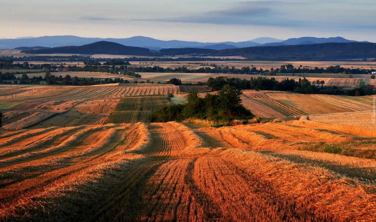 brown field under blue sky during daytime