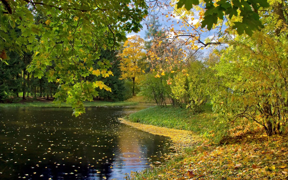 Tagsüber Grüne Bäume am Fluss. Wallpaper in 2560x1600 Resolution