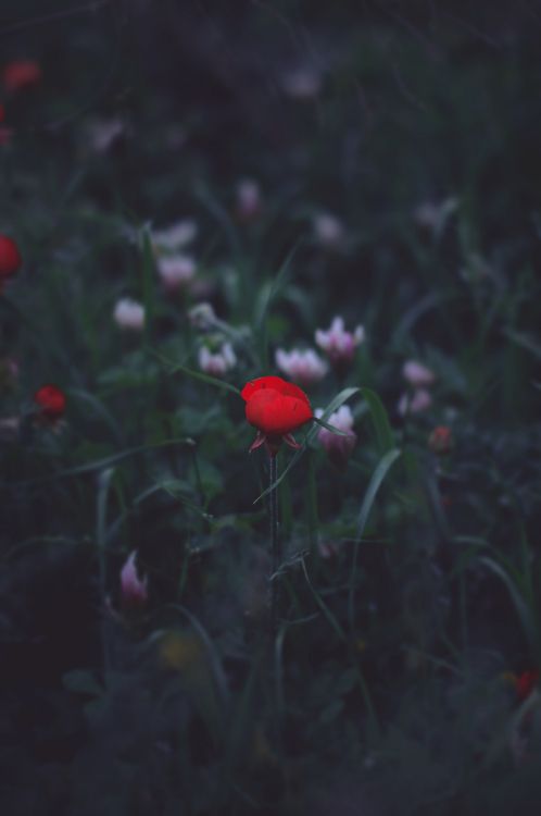 Rote Blume in Tilt-Shift-Linse. Wallpaper in 3688x5547 Resolution