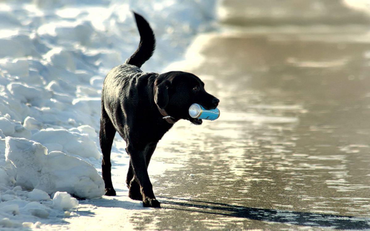 Black Labrador Retriever Biting Blue Plastic Toy on Snow Covered Ground During Daytime. Wallpaper in 1920x1200 Resolution