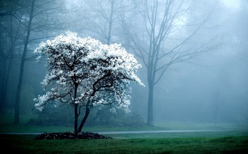 Image white leaf tree on green grass field during foggy weather