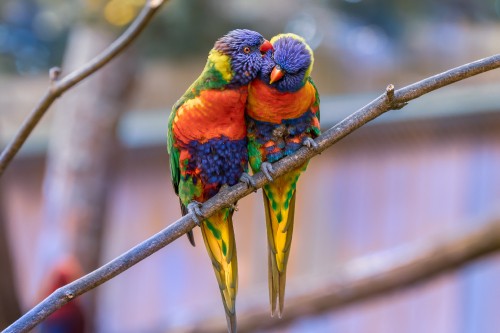 Image green yellow and blue bird on brown tree branch