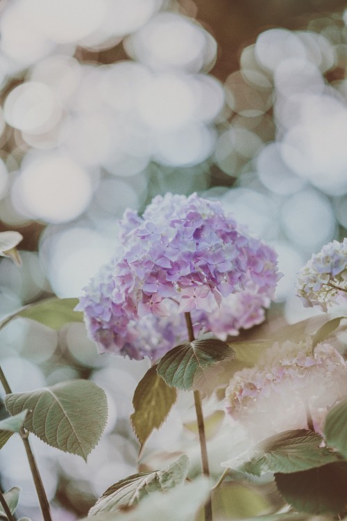 Image pink and white flower in tilt shift lens