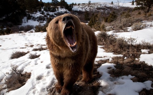 Image brown bear on snow covered ground during daytime