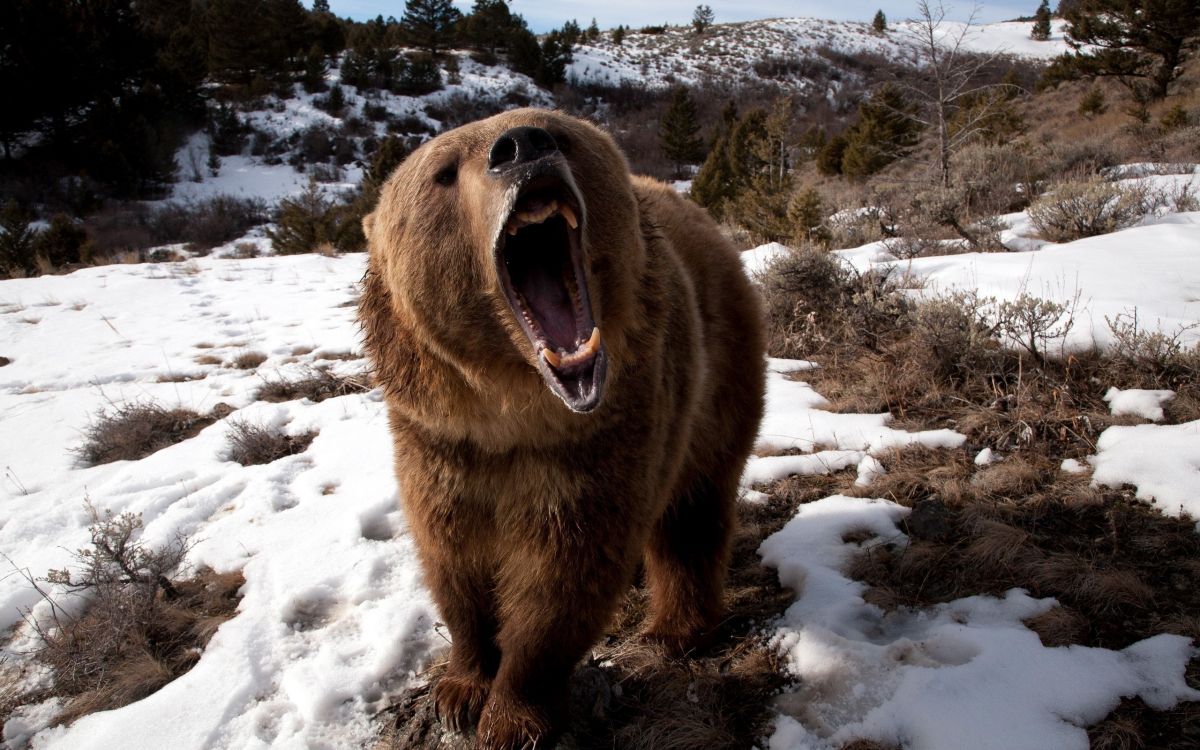 brown bear on snow covered ground during daytime