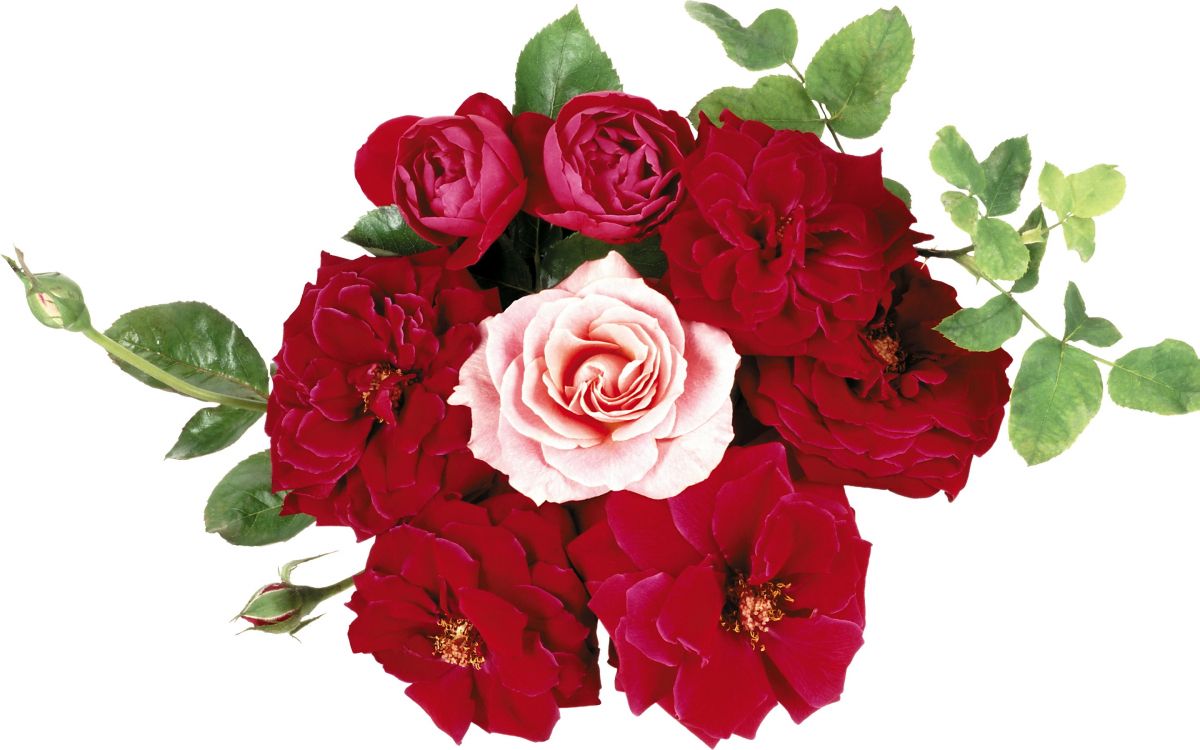 Roses Roses Avec Des Feuilles Vertes. Wallpaper in 2880x1800 Resolution