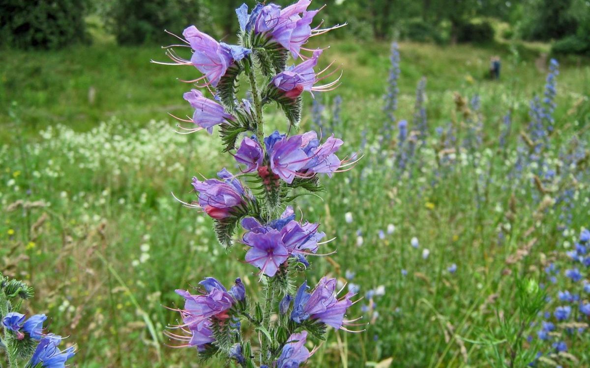 purple flower on green grass field during daytime