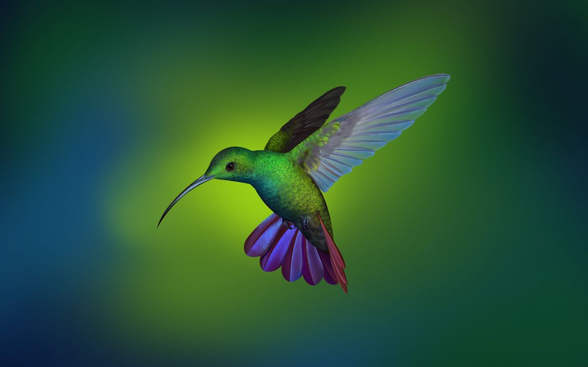 Linux, 鸟, 翼, Coraciiformes, 野生动物 壁纸 2560x1600 允许
