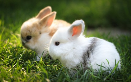 Image white and brown rabbit on green grass during daytime