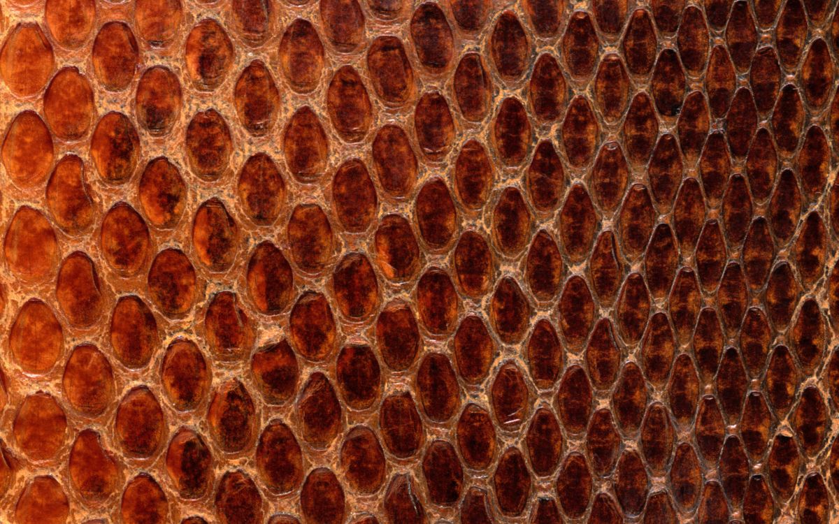 Schwarz-weißes Leoparden-Textil. Wallpaper in 2560x1600 Resolution