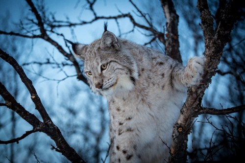 Image brown and white cat on tree branch