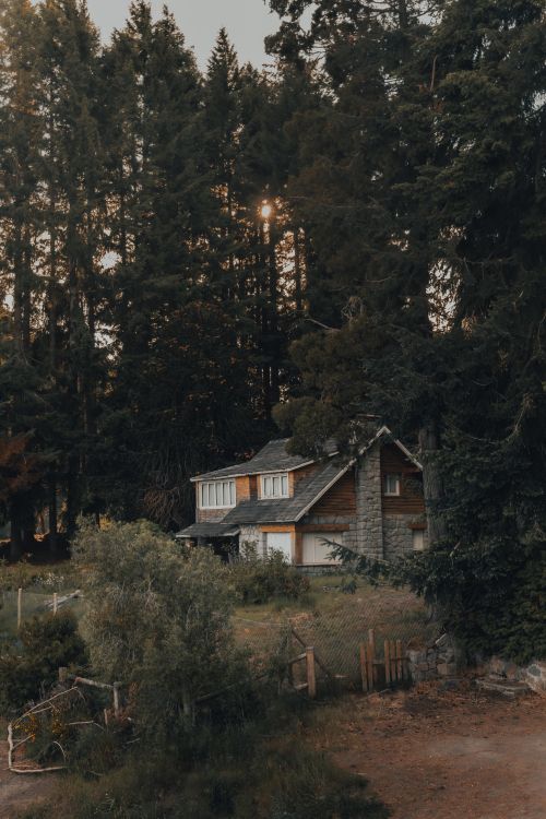 forest, house, home, tree, building