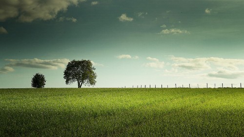 Image green tree on green grass field under blue sky during daytime