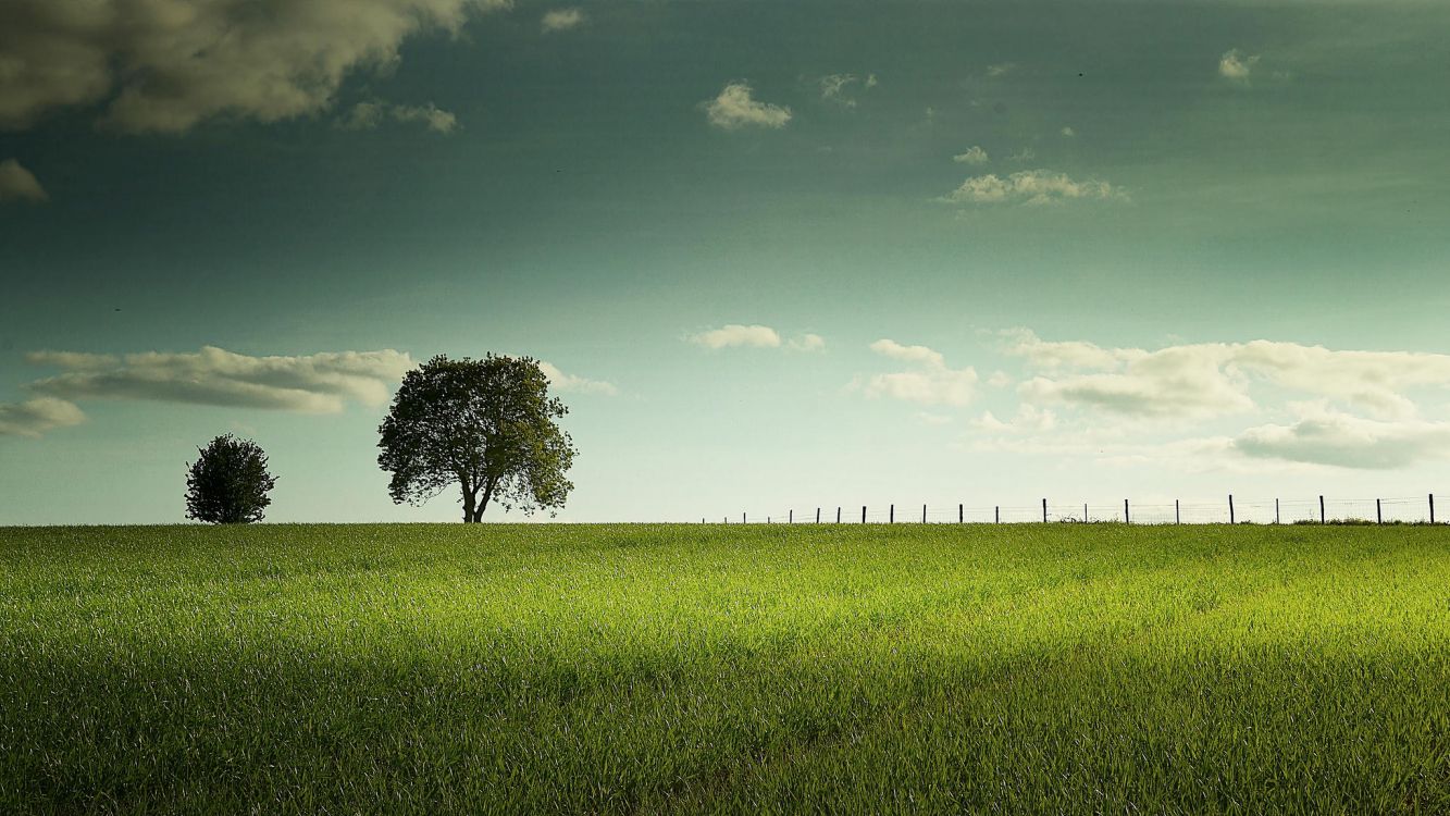 green tree on green grass field under blue sky during daytime