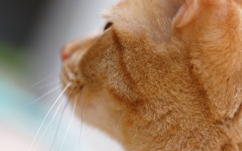 Image orange tabby cat on white textile