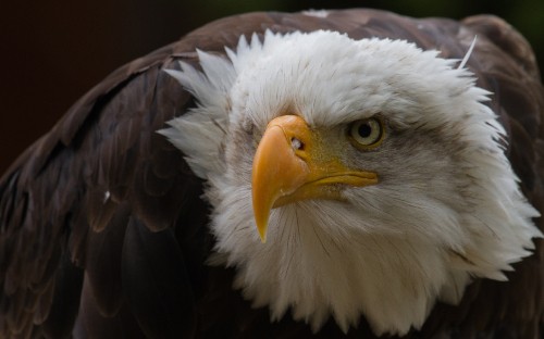 Image white and brown eagle head