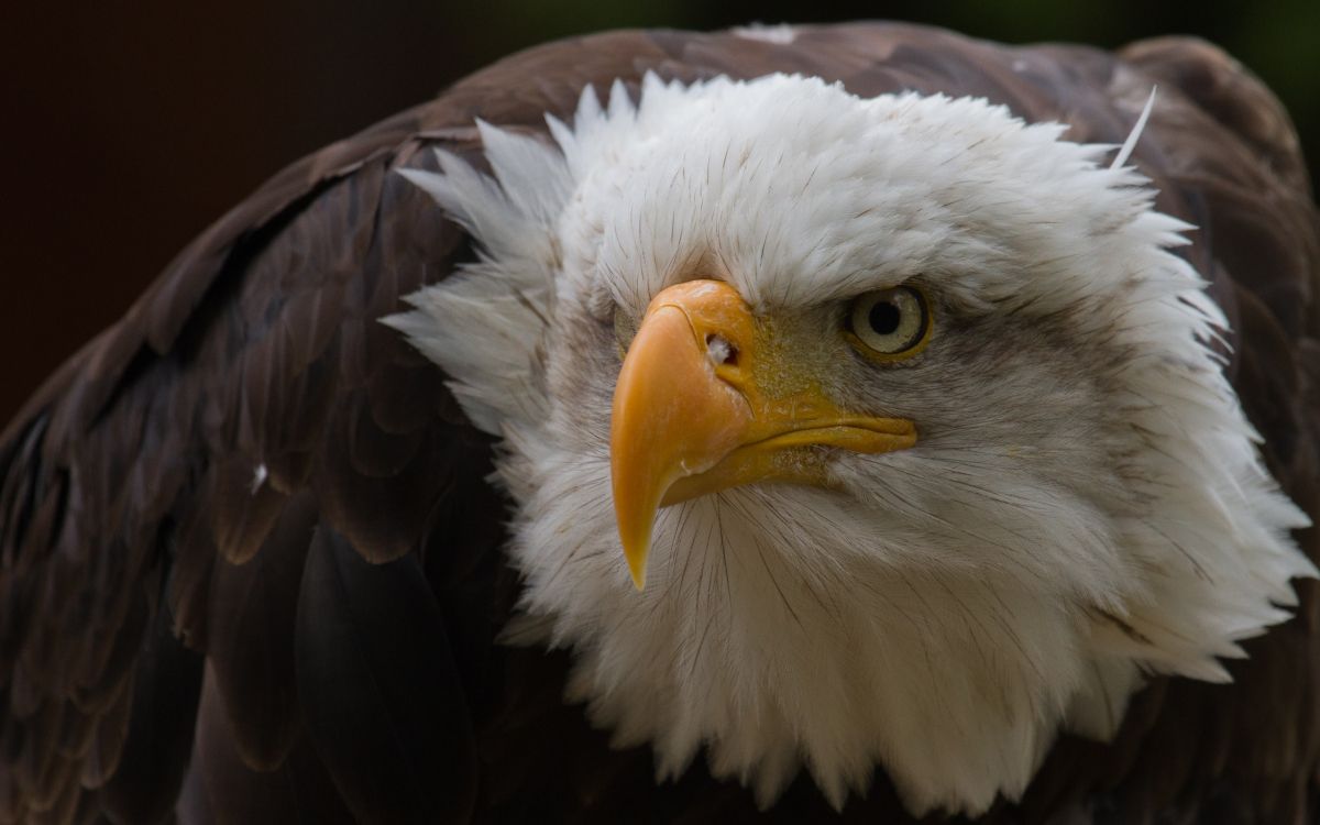 white and brown eagle head