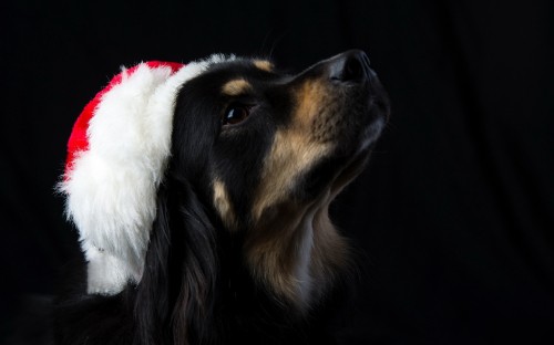 Image black and tan short coat medium sized dog wearing santa hat